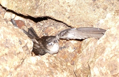 Aerodramus salangana