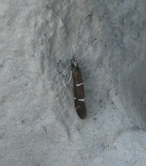 Athripsodes albifrons