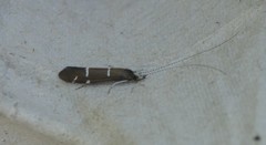 Athripsodes albifrons