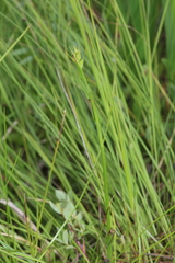 Habenaria linearifolia