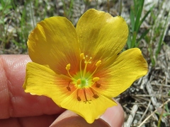 Linum alatum