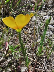 Linum alatum