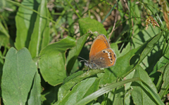 Coenonympha gardetta darwiniana