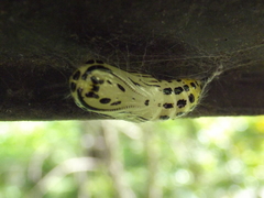 Lepidoptera