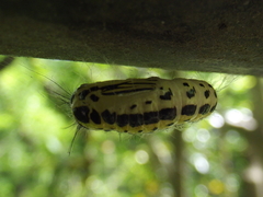 Lepidoptera