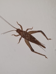 Madasumma