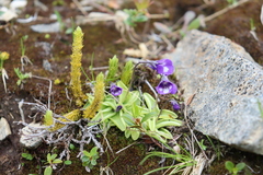 Pinguicula leptoceras