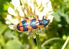 Trichodes alvearius
