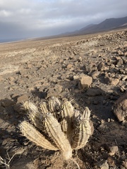 Euphorbia handiensis