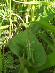Tettigonia orientalis