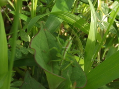 Tettigonia orientalis