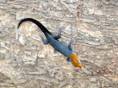Gonatodes albogularis