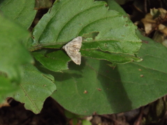 Lepidoptera