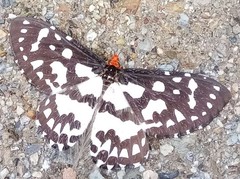 Pterothysanus laticilia