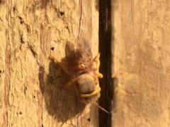 Icteranthidium ferrugineum