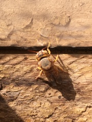 Icteranthidium ferrugineum