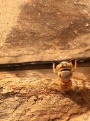 Icteranthidium ferrugineum