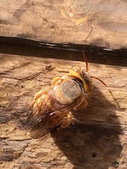Icteranthidium ferrugineum