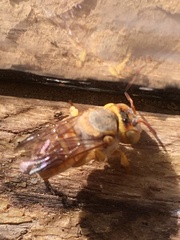 Icteranthidium ferrugineum
