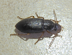 Metophonus