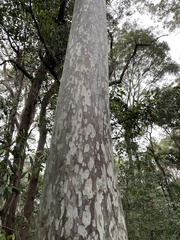 Corymbia maculata