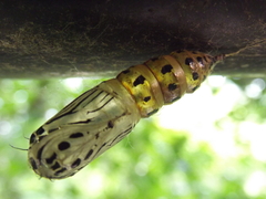 Lepidoptera