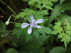 Delphinium anthriscifolium