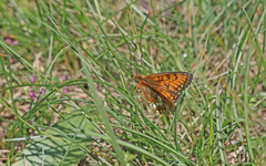 Melitaea varia