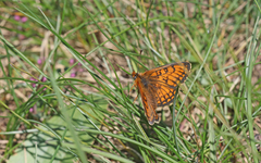 Melitaea varia