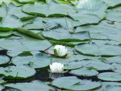 Nymphaea