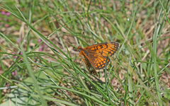 Melitaea varia
