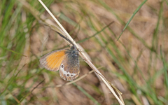 Coenonympha gardetta darwiniana
