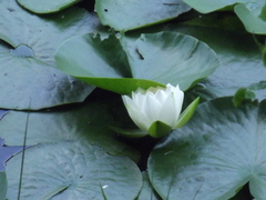Nymphaea