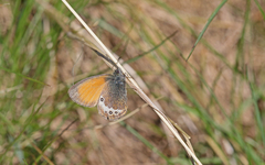 Coenonympha gardetta darwiniana