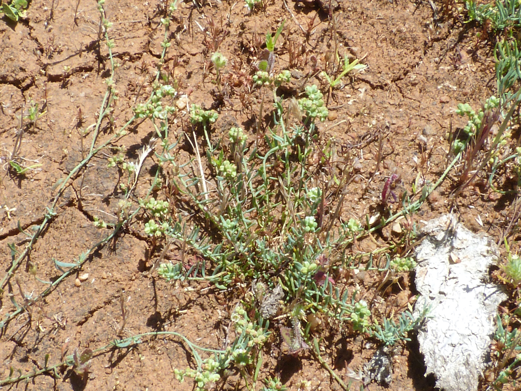 Corrigiola squamosa