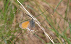 Coenonympha gardetta darwiniana