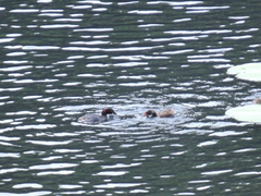 Tachybaptus ruficollis