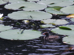 Tachybaptus ruficollis