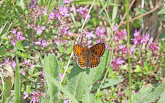 Melitaea varia