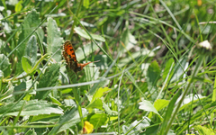 Melitaea varia