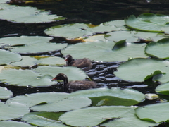 Tachybaptus ruficollis