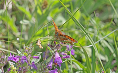 Melitaea varia