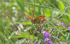 Melitaea varia
