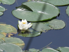 Nymphaea