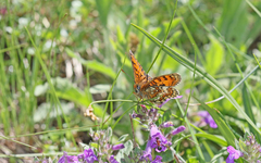 Melitaea varia