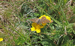 Euphydryas aurinia debilis