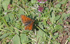 Melitaea varia
