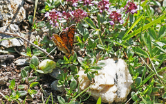 Melitaea varia
