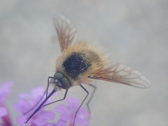Bombylius canescens