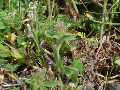Trifolium striatum